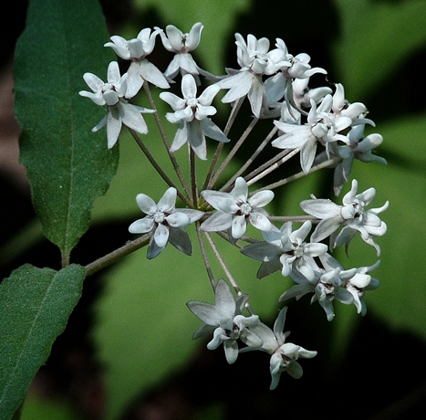 {Asclepias quadrifolia}